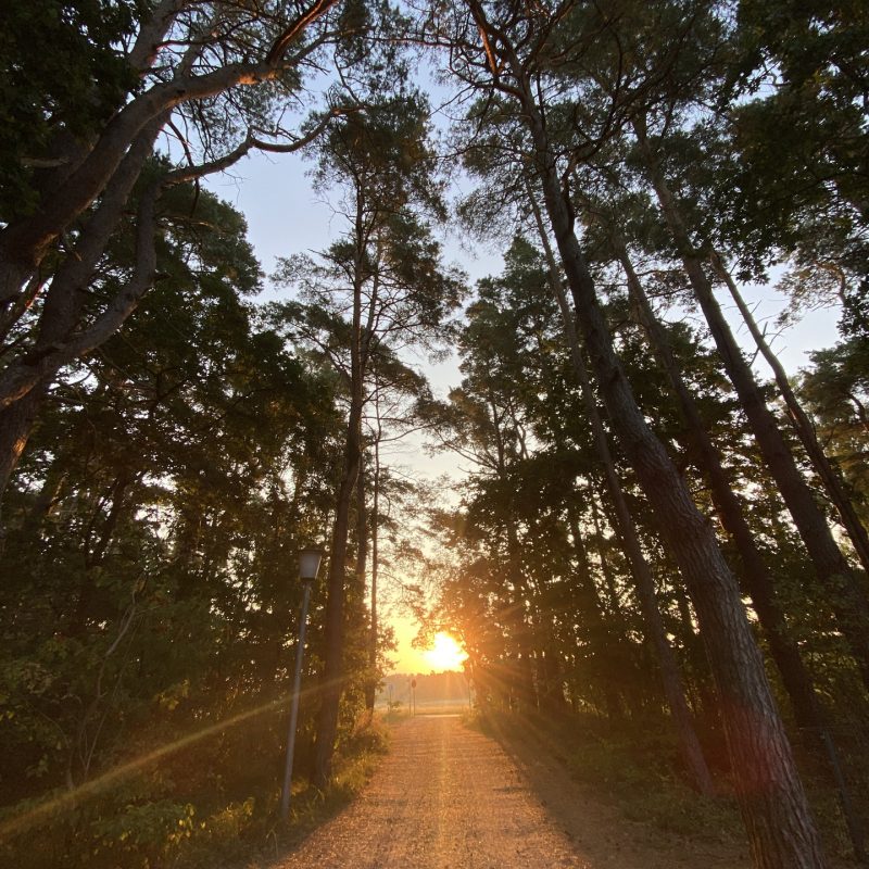 dierhaus_küstenwald_ginsterweg_1898_ergebnis