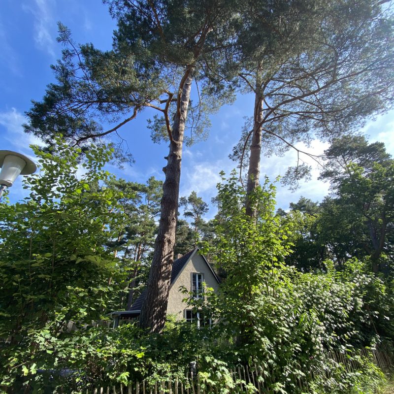 dierhaus_küstenwald_ginsterweg_8197_ergebnis